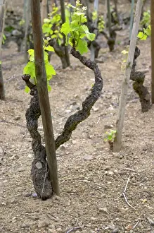Ampuis Prints: Terraced vineyards in the Cote Rotie district around Ampuis in northern Rhone planted