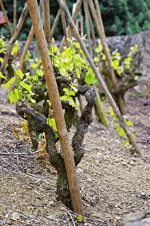 Images Dated 13th May 2004: Terraced vineyards in the Cote Rotie district around Ampuis in northern Rhone planted