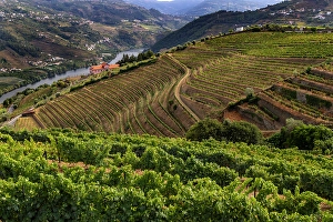 Terraced Prints: Terraced vineyards in the Douro Valley of Portugal
