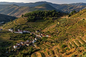 Terraced Prints: Terraced vineyards in the Douro Valley of Portugal