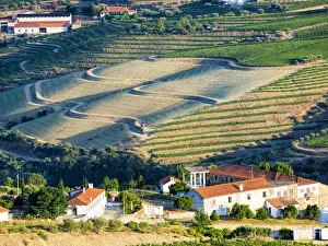 Rolling Prints: Terraced vineyards lining the hills of the Douro Valley