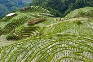 Seedling Prints: Terraces with newly planted rice seedlings in the mountain, Longsheng, Guangxi Province