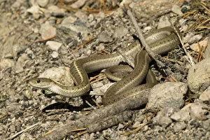Images Dated 27th September 2005: Terrestrial Garter Snake, Thamnophis elegans, sunning itself on a small rock pile in SW Arizona