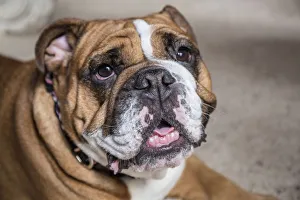 Muscular Prints: Tessa, the English Bulldog resting. (PR)