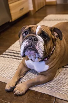 Muscular Prints: Tessa, the English Bulldog on a down and stay command, hopeful of a treat