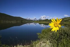 Teton National Park along the Snake River, Wyoming. Yellow balsam root flower in foreground