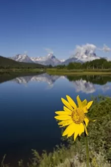 Images Dated 11th July 2005: Teton National Park along the Snake River, Wyoming. Yellow balsam root flower in foreground