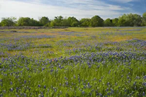 Images Dated 4th April 2005: Texas Blue Bonnets, Vetch in meadow near Brenham, Texas