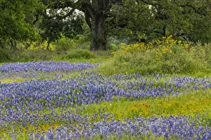 Hill Country Prints: Texas bluebonnets, blanket flower and live oak in meadow