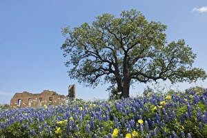 Texas Bluebonnets (Lupinus texensis) in bloom, central Texas, spring