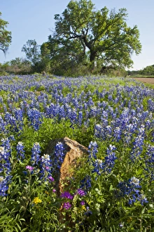 Images Dated 1st April 2012: Texas Bluebonnets (Lupinus texensis) in bloom, central Texas, spring