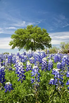 Oak Tree Prints: Texas bluebonnets(lupinus texensis) and oak tree, Texas, USA, North America