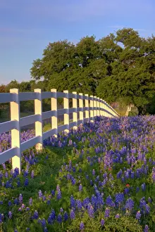 Natural World Prints: Texas bluebonnets(Lupinus texensis) along white fenceline. Texas, USA, North America