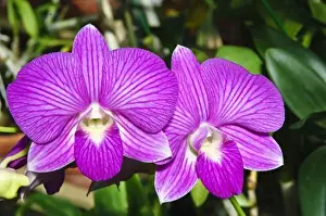 Gulf Coast Prints: Texas, Corpus Christi. South Texas Botanical Gardens & nature Center