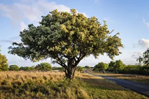 Images Dated 28th May 2018: Texas ebony (Pithecellobium ebano) in bloom