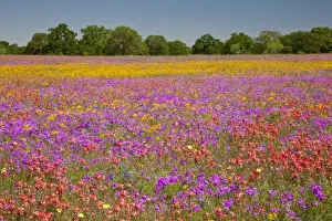 Paint Brush Prints: Texas Hill Country, USA. A large field of Texas wildflowers, including paintbrush