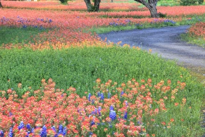 Images Dated 10th April 2010: Texas Hill Country, USA, North America. Small road through a field of paintbrush