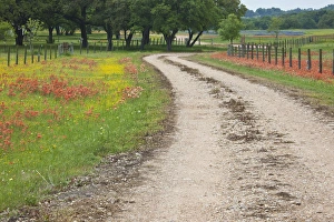 Images Dated 11th April 2010: Texas Hill Country, USA, North America. Road leading through a large field of wildflowers