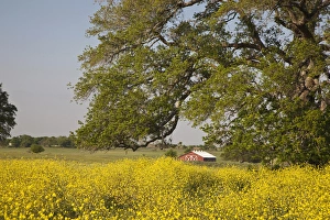 Images Dated 12th April 2010: Texas Hill Country, USA, North America. Yellow wildflower field under tree with