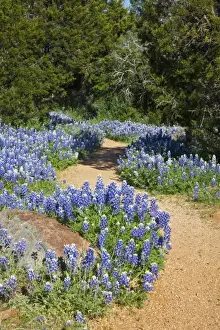 Blue Bonnet Prints: Texas Hill Country, USA. Trail leading through the Texas Bluebonnets