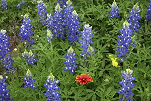 Images Dated 12th April 2016: Texas Hill Country wildflowers, along the 16-mile Willow City Loop between Fredericksburg