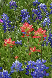 Gayle Harper Prints: Texas Hill Country wildflowers, along the 16-mile Willow City Loop between Fredericksburg