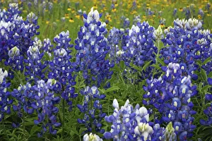 Texas Hill Country wildflowers, along the 16-mile Willow City Loop between Fredericksburg and Llano