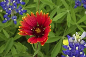 Images Dated 12th April 2016: Texas Hill Country wildflowers