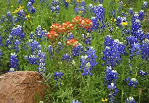 Images Dated 12th April 2016: Texas Hill Country wildflowers