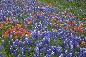 Images Dated 12th April 2016: Texas Hill Country wildflowers, along the 16-mile Willow City Loop between Fredericksburg