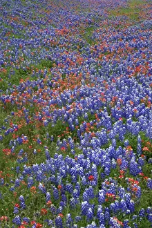 Images Dated 12th April 2016: Texas Hill Country wildflowers