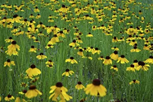 Texas Hill Country wildflowers, along the 16-mile Willow City Loop between Fredericksburg and Llano