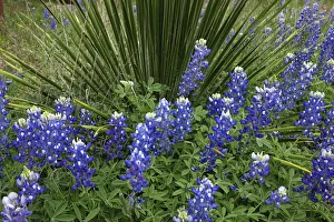 Texas Hill Country wildflowers, along the 16-mile Willow City Loop between Fredericksburg and Llano