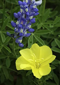 Images Dated 12th April 2016: Texas Hill Country wildflowers