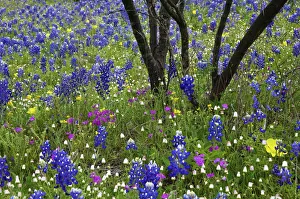Images Dated 12th April 2016: Texas Hill Country wildflowers