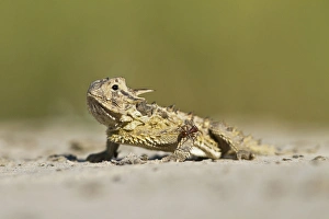 Images Dated 15th October 2010: Texas Horned Lizard (Phrynosoma cornutum) hiding in sand, south Texas