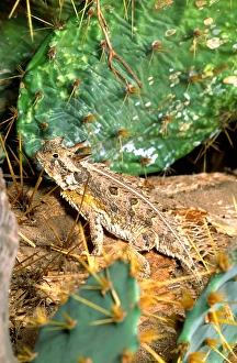 Images Dated 28th February 2007: Texas Horned Lizard Phrynosoma cornutum Southern Texas
