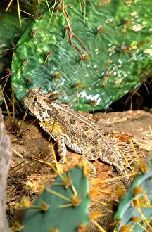 Spiny Prints: Texas Horned Lizard Phrynosoma cornutum Southern Texas