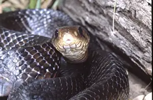 Stump Prints: Texas Indigo Snake, Drymarchon corais, South Texas