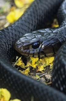 Images Dated 12th November 2008: Texas Indigo Snake, Dryon corais erebennus