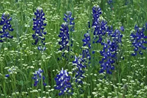 Texas, Lake Buchanan. Texas Bluebonnet and Wild Buckwheat (Lupinus texensis / Erigonum)