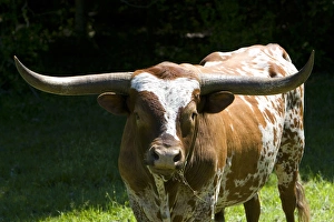 Texas longhorn bull in Washington County, Texas