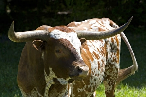 Farm Animal Prints: Texas longhorn bull in Washington County, Texas
