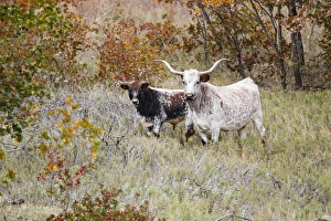 Images Dated 12th November 2014: Texas Longhorn cattle in grassland