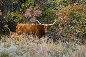 Domestic Prints: Texas Longhorn cattle in grassland