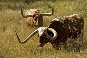 Texas longhorn, Custer, South Dakota, USA