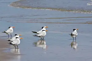 Texas, Padre Island. SHore birds in Padre Island National Seashore