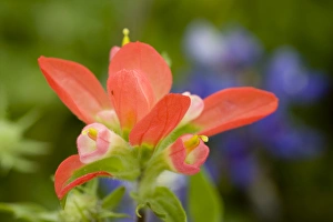 Images Dated 30th April 2009: Texas Paintbrush, Castilleja indivisa, Wildflowers, Hill Country, Brenham, Texas, USA