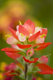 Frank Zurey Prints: Texas Paintbrush, Castilleja indivisa, Wildflowers, Hill Country, Brenham, Texas, USA