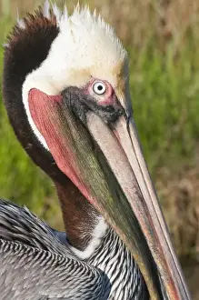 Birding Prints: Texas, Port Aransas. Brown Pelican at Leonabelle Turnbull Birding Center